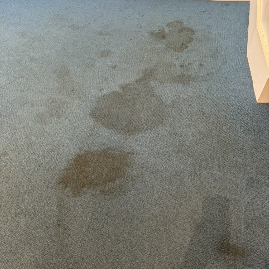 Carpet clean before 3 (Custom)